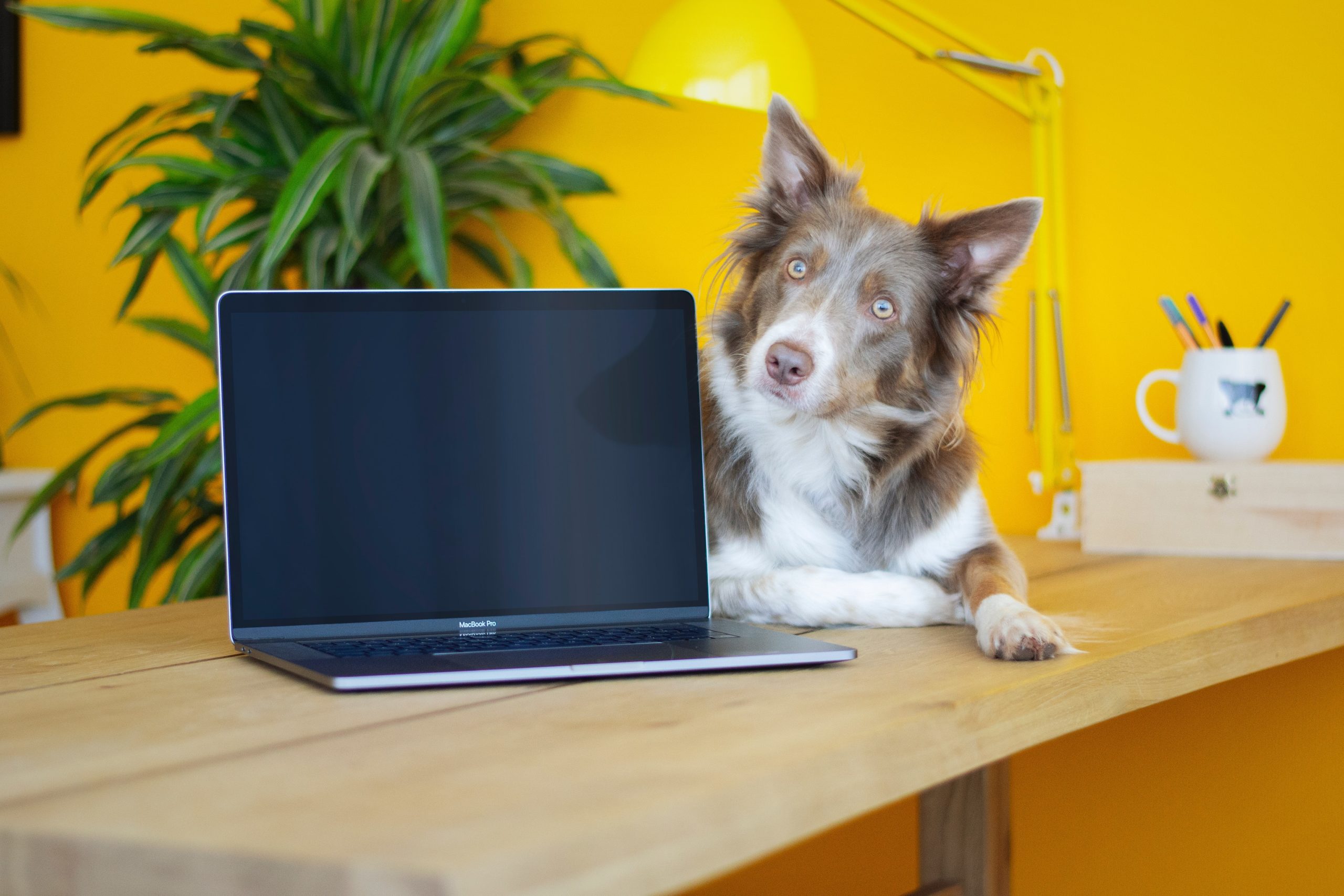 Working from home with pets