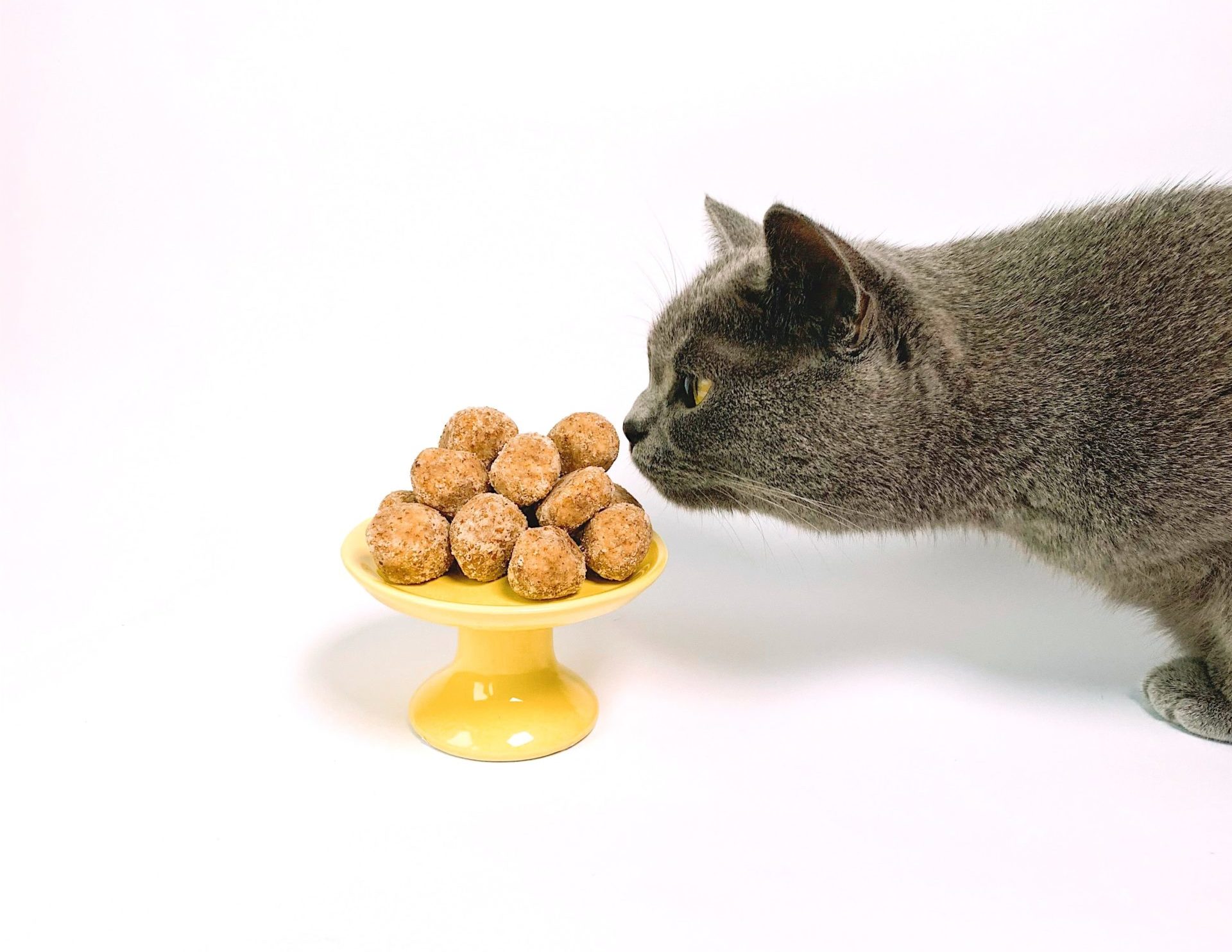 Healthy food for cats and dogs